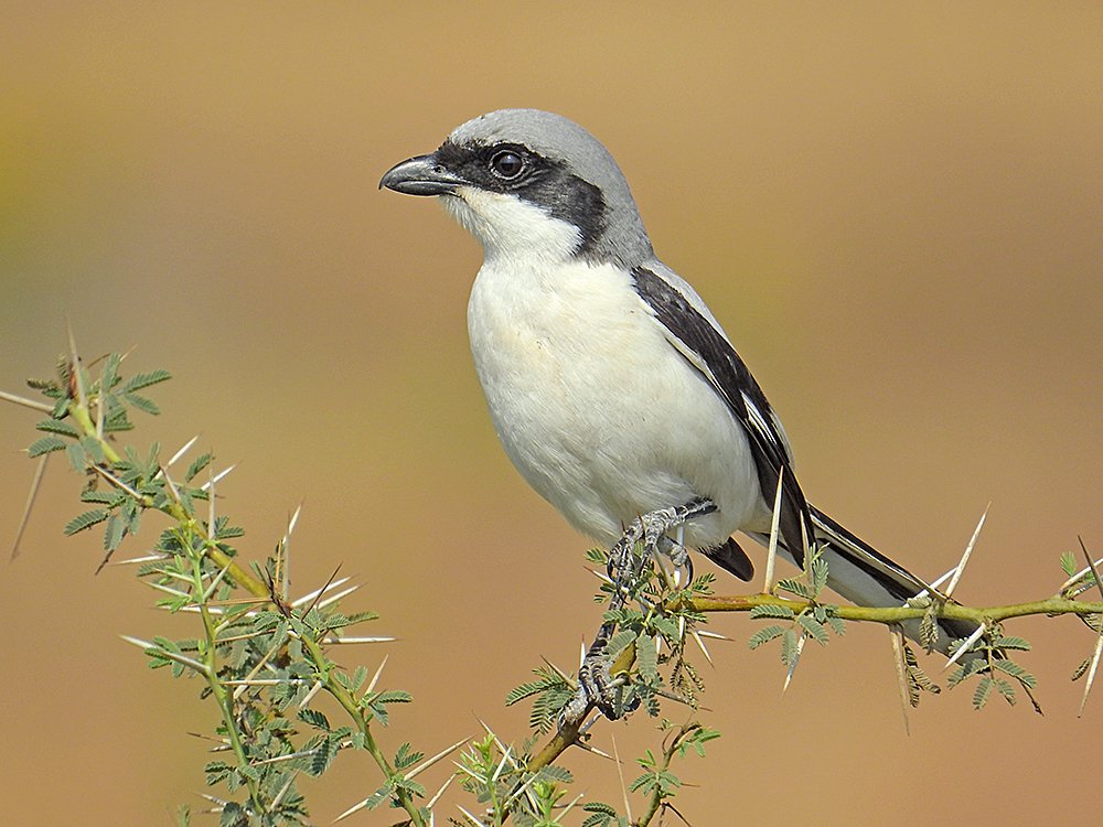 Which World War II German warplane’s nickname was Würger, meaning “shrike”? 