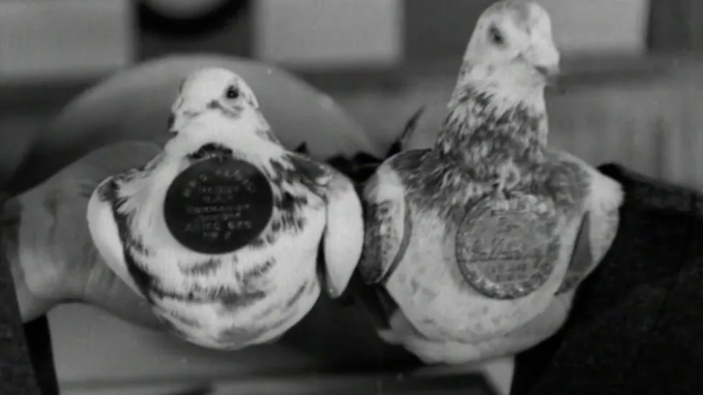 Where was the first messenger pigeon to carry news of the D-Day landings back to England released from?
