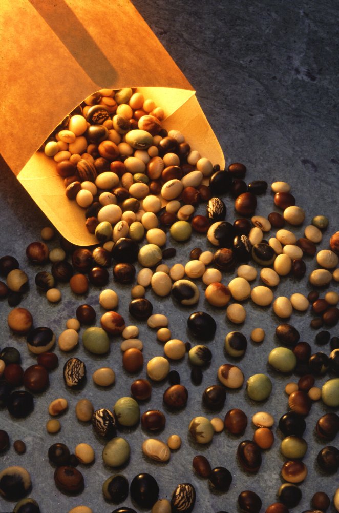 During World War II, which nation experimented with a plastic car the body and fenders of which were made of a material derived from soybeans and other produce in order to free up metal for the war effort?