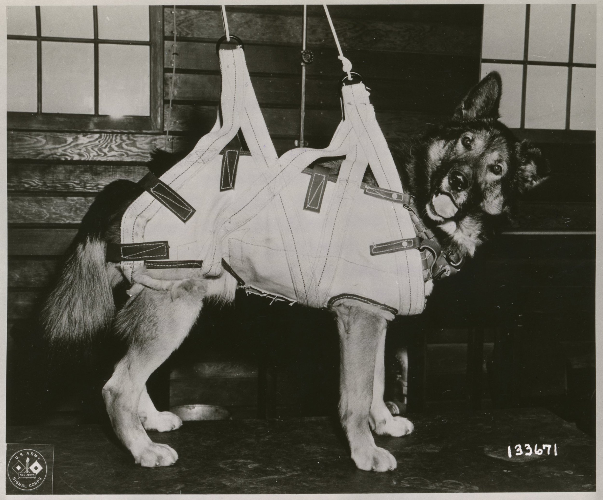 In which of these tasks did American military dogs did not perform as well as hoped during World War II?