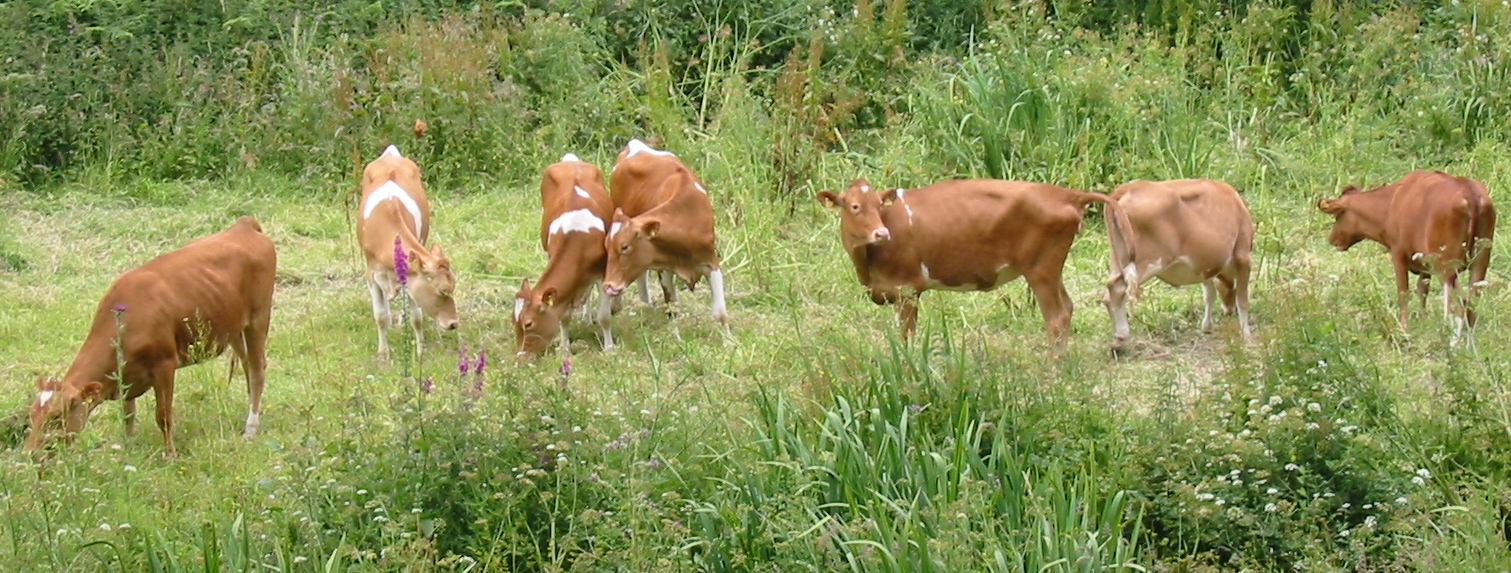 During World War II, American cattle breeders set up a fund to protect the original herds of a certain breed of cattle, native to the Channel Islands in Europe, considered to be endangered by the occupying German forces? What breed was it?